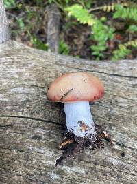 Russula nana image