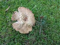Agaricus nanaugustus image