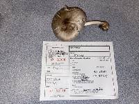 Image of Pluteus arizonicus