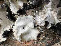 Umbilicaria americana image