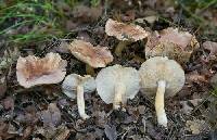 Tricholoma batschii image