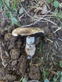 Agaricus pilosporus image