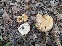 Lactarius pseudodelicatus image