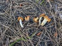 Hygrophorus siccipes image