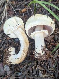 Agaricus didymus image