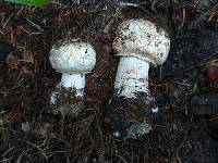 Agaricus amicosus image