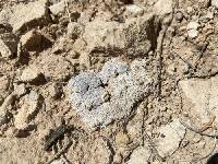 Acarospora strigata image