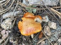 Hygrophorus siccipes image