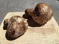 Agaricus amicosus image