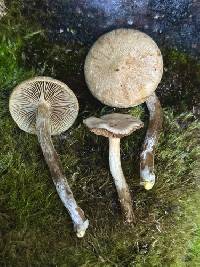 Hebeloma velatum image