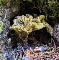 Hydnellum geogenium image