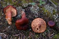 Lactarius badiosanguineus image