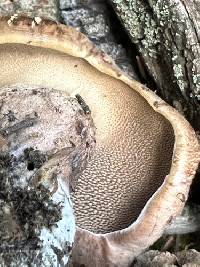 Hydnellum glaucopus image