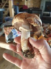 Agaricus amicosus image