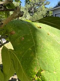 Alternaria catalpae image