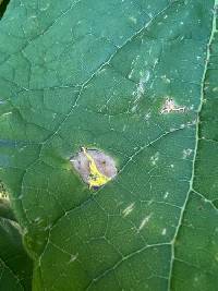 Alternaria catalpae image