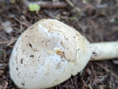 Amanita arctica image