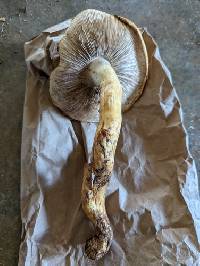 Agaricus summensis image