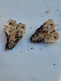 Psathyrella epimyces image
