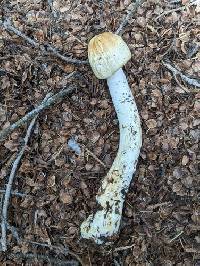 Agaricus sandianus image