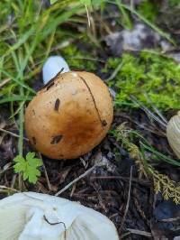 Russula sierrensis image