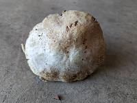 Agaricus chionodermus image
