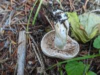 Hebeloma ingratum image