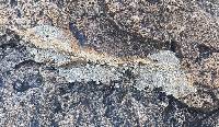 Acarospora strigata image