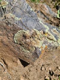 Protoparmeliopsis garovaglii image