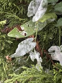 Erysiphe convolvuli image