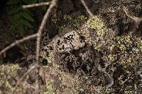 Umbilicaria virginis image