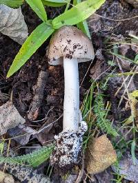 Amanita coryli image