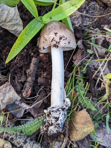 Amanita coryli image