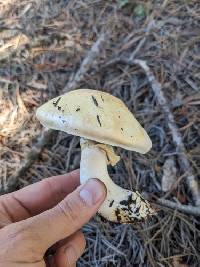 Agaricus didymus image