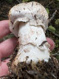 Agaricus amicosus image