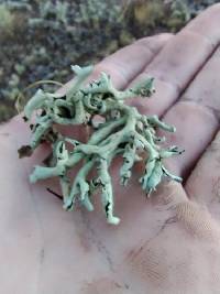 Xanthoparmelia chlorochroa image
