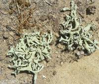 Xanthoparmelia chlorochroa image
