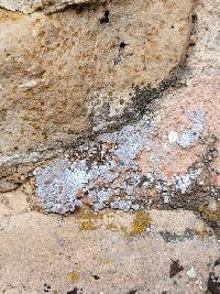 Acarospora strigata image