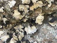 Umbilicaria americana image