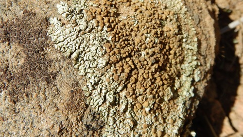 Protoparmeliopsis garovaglii image