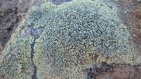 Rhizoplaca novomexicana image