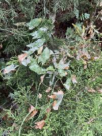 Erysiphe convolvuli image
