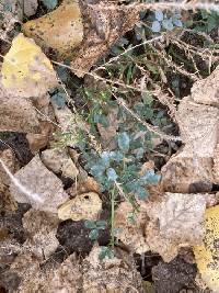 Erysiphe trifoliorum image
