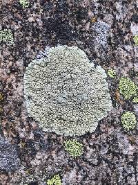 Image of Rhizoplaca novomexicana