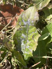 Podosphaera erigerontis-canadensis image