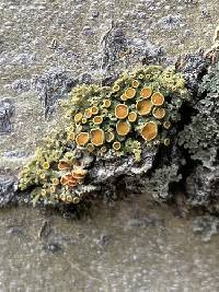 Xanthomendoza montana image