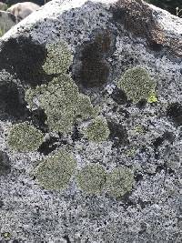 Rhizoplaca novomexicana image
