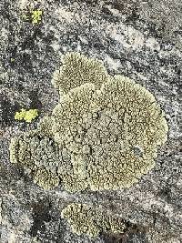 Rhizoplaca novomexicana image