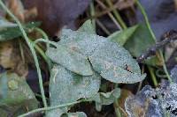 Erysiphe convolvuli image