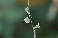 Erysiphe convolvuli image